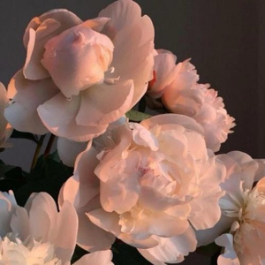 被送到黑人变态性俱乐部小说
